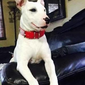 Meet your Posher, Antonio